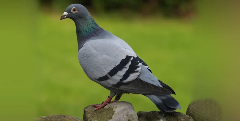 pigeon bird information in telugu