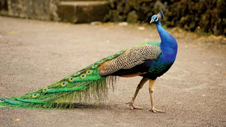 Peacock Information In Telugu