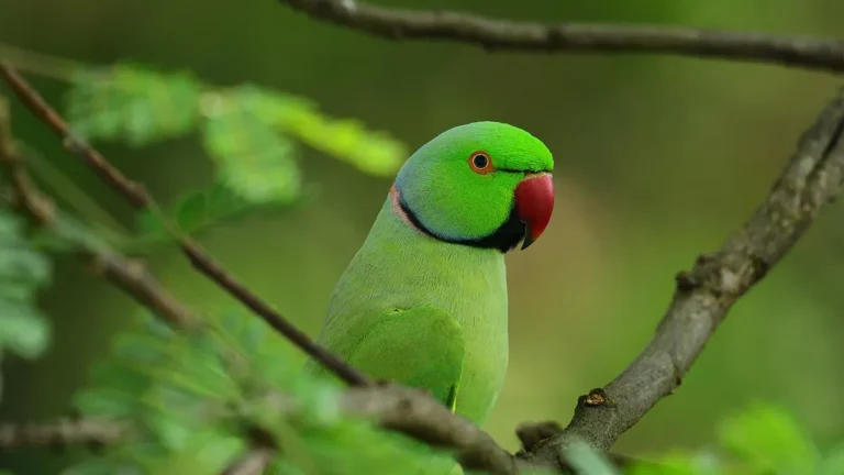 Parrot Information In Telugu