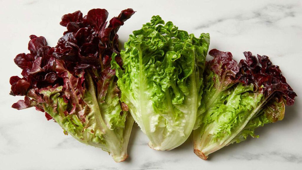 Health benefits of regular consumption of lettuce leaves