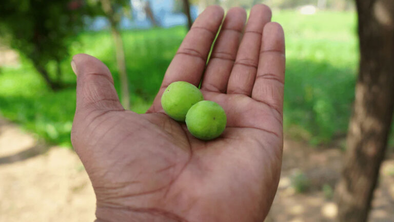 health benefits of jujube fruit